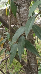 Prunus serotina capuli