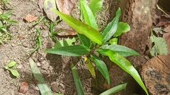 Prunus serotina capuli