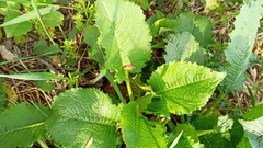 Dipsacus strigosus