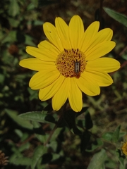 Astylus vittaticollis