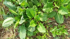 Dipsacus strigosus