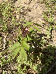 Aralia hispida