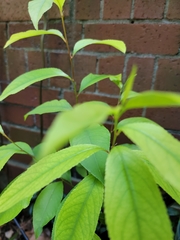 Prunus serotina