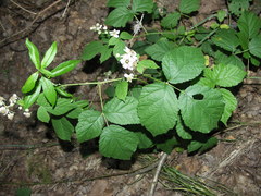 Rubus mougeotii
