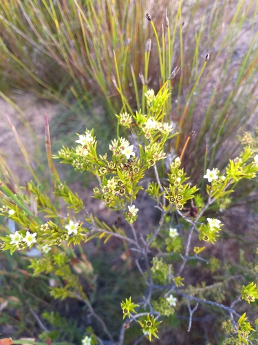Image of Diosma aristata by (c) kevin koen, some rights reserved (CC BY-SA)
