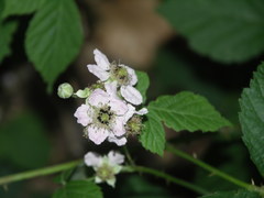 Rubus mougeotii