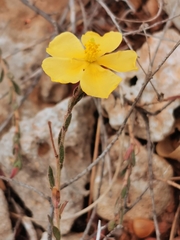 Fumana arabica
