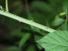 Rubus mougeotii