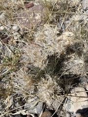 Dasyochloa