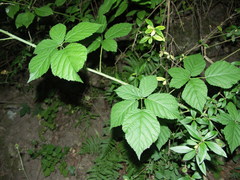 Rubus mougeotii