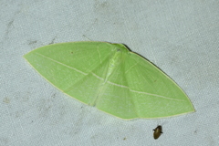 Tanaoctenia haliaria