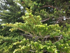 Tsuga chinensis