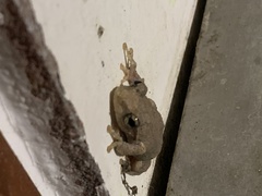 Kurixalus idiootocus