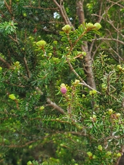 Tsuga chinensis