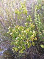 Diosma aristata