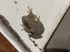 Kurixalus idiootocus