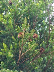 Tsuga chinensis