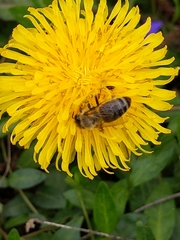 Apis mellifera