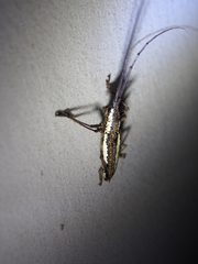 Neoptychodes trilineatus