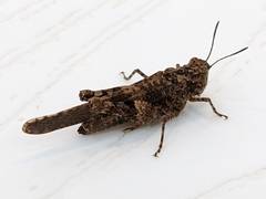 Trilophidia conturbata