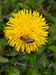 Apis mellifera