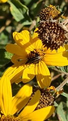 Astylus vittaticollis