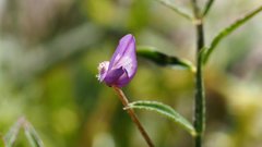 Astragalus nuttallianus imperfectus