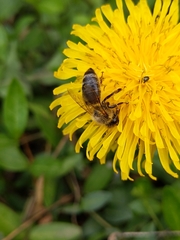 Apis mellifera