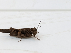 Trilophidia conturbata