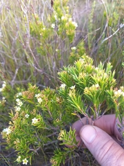 Diosma aristata