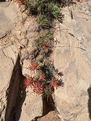 Castilleja scabrida scabrida