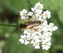 Alosterna tabacicolor