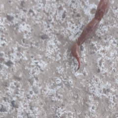 Timogenes elegans