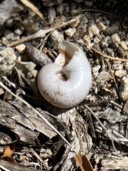 Cahuillus indioensis