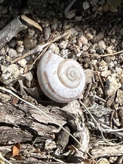 Cahuillus indioensis