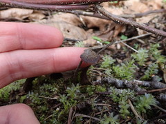 Auriscalpium vulgare