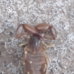 Timogenes elegans