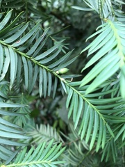Taxus globosa