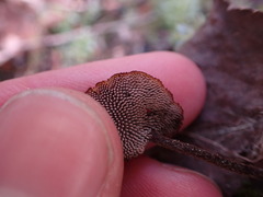 Auriscalpium vulgare