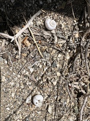 Cahuillus indioensis