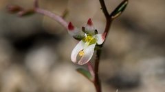 Nemacladus orientalis