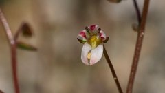 Nemacladus orientalis