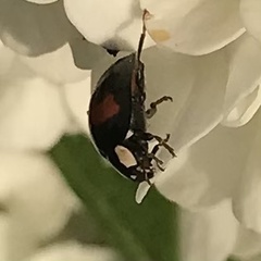 Harmonia axyridis