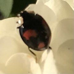 Harmonia axyridis