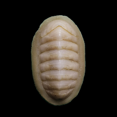 Callochiton puniceus