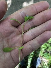Myosotis sparsiflora