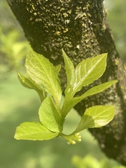 Magnoliopsida