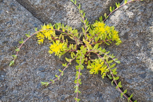 Sedum sarmentosum