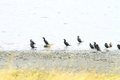 Nannopterum brasilianum