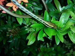 Dendrelaphis pictus